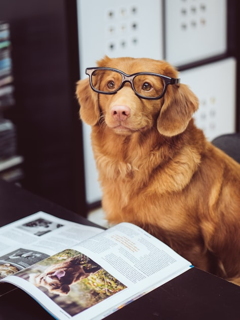 Benefits of Sustainable Pet Care