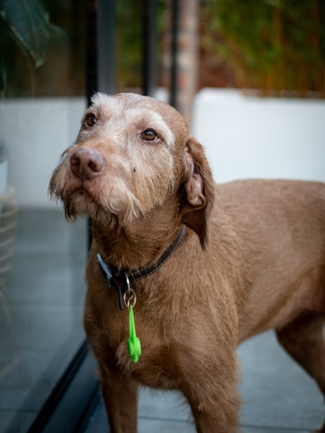 How to Choose Eco-Friendly Pet Supplies