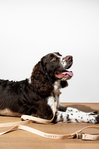 Top Eco-Friendly Brands for Pets