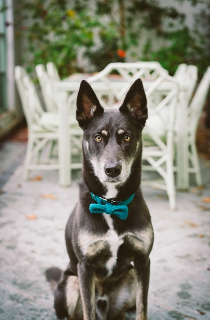 DIY Eco-Friendly Pet Projects